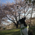 雨にも負けず、風にも負けず、大宮公園の桜はまだ満開です