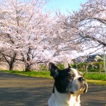 桜満開でございます〜