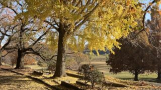 一年でもっとも華やか鮮やかな晩秋〜また歩けるようになるモンですね〜師走に向け明日から冬本番です